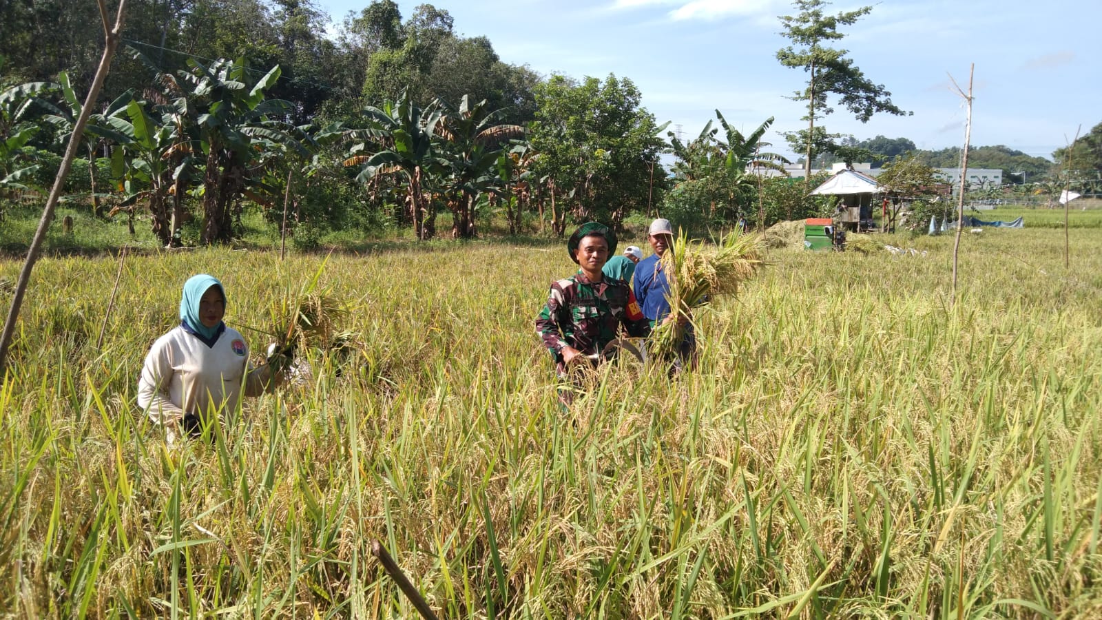 Bantu Panen Padi Warga, Babinsa Sampaikan Akan Selalu Dampingi Program Ketahanan Pangan