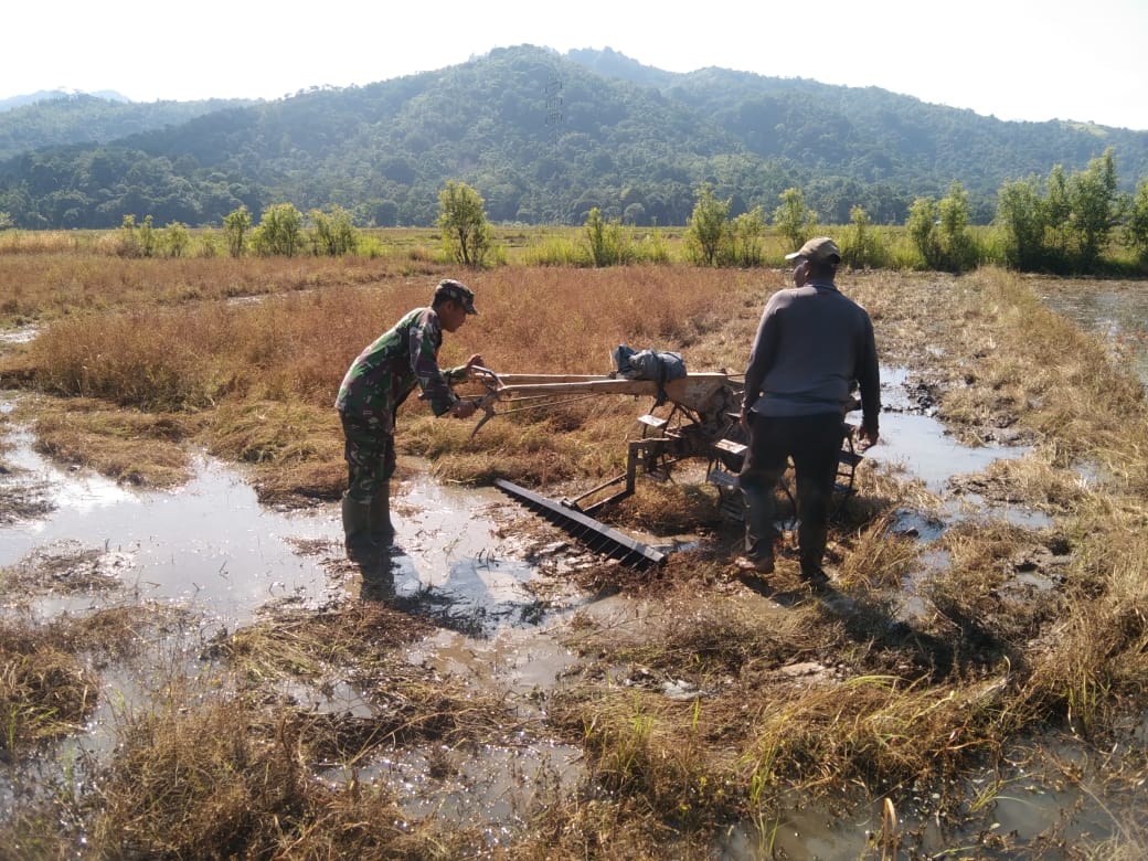 Babinsa Jajaran Korem 012/TU Dampingi Petani Olah Lahan, Dukung Ketahanan Pangan Nasional