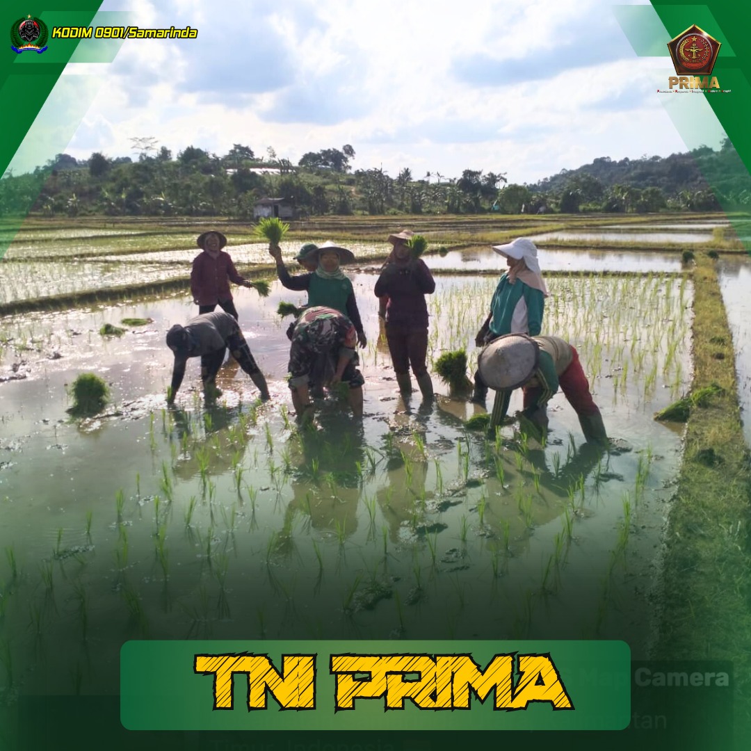 Babinsa Koramil 0901-05/SAMUT Bantu Petani Tanam Padi Komitmen Membantu Ketahanan Pangan 