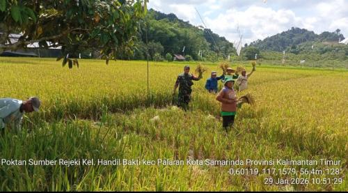 Penuh Semangat, Babinsa Koramil 0901-04/Palaran Bantu Petani Panen Padi