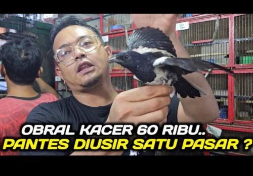 Mau Beli Burung Secara Online, Silahkan Buka Kios Burung Alhamdulillah
